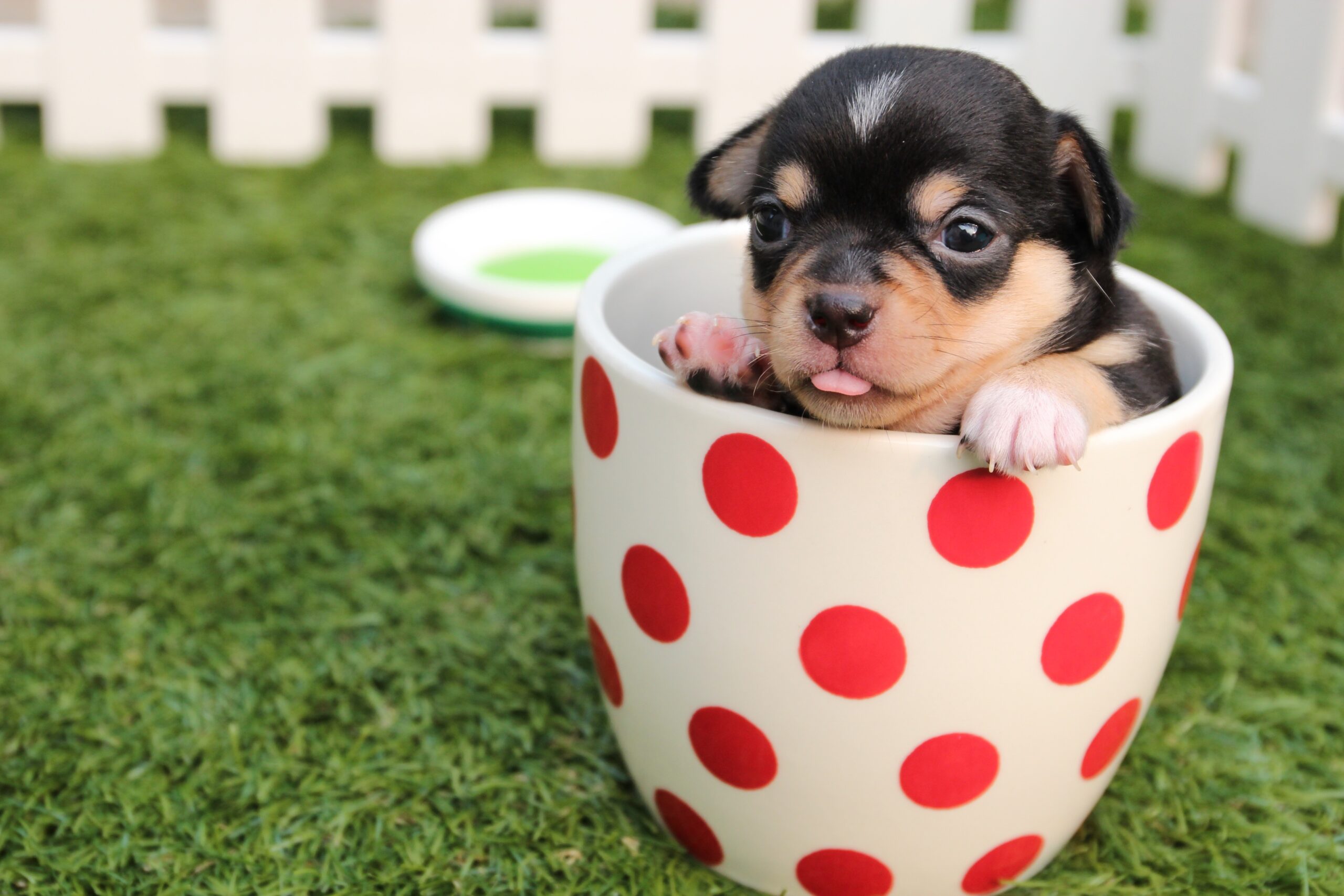 Photo - Dog Shelter 2