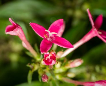 Photo - Botanical Art