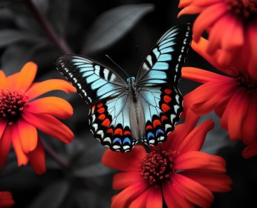 A colorful large butterfly is in the right corner animal insect flower.