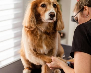 Photo - Dog Groomer
