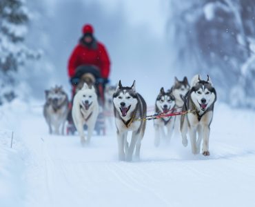 photo of *dog sledding* winter sport --ar 3:2 --v 6.0