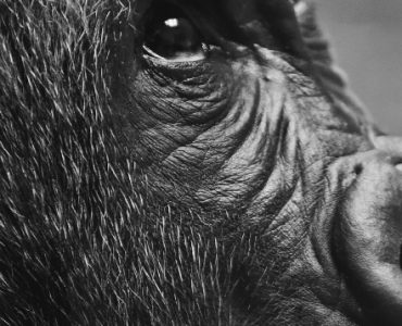 Photo - Gorilla