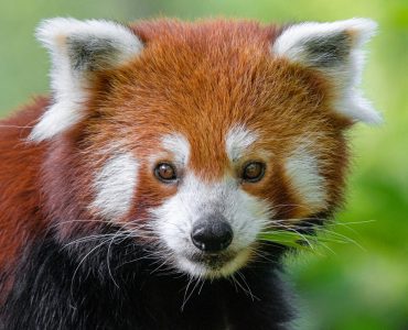 Red panda, endangered herbivore wildlife.

More:

 Original public domain image from Flickr