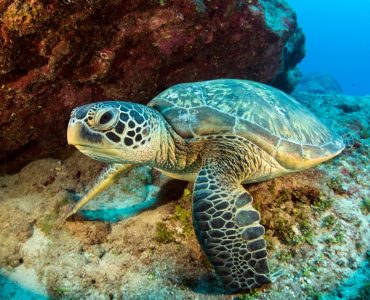 Green sea turtle close up. Free public domain CC0 image.

More:

 View public domain image source here