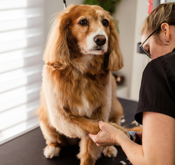 Photo - Dog Groomer