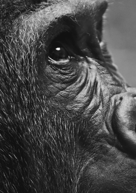 Photo - Gorilla