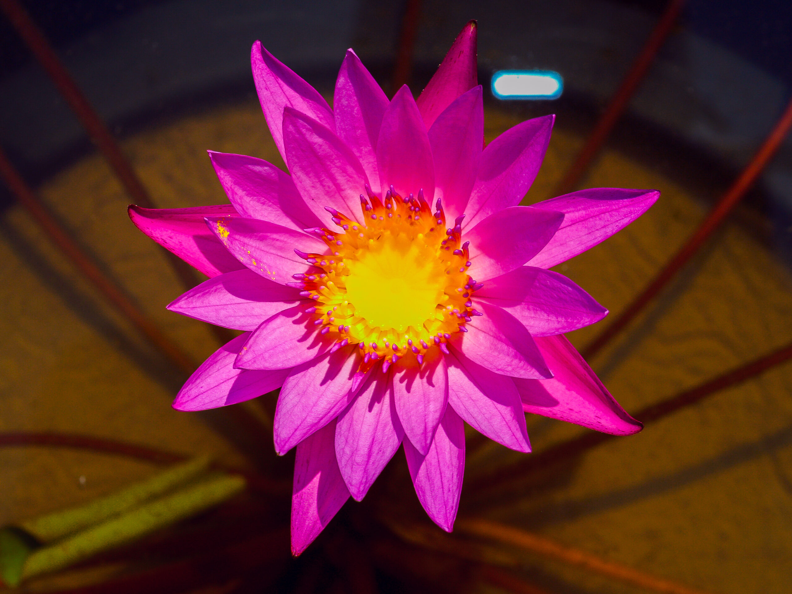 Free public domain CC0 photo.

More:

 View public domain image source here