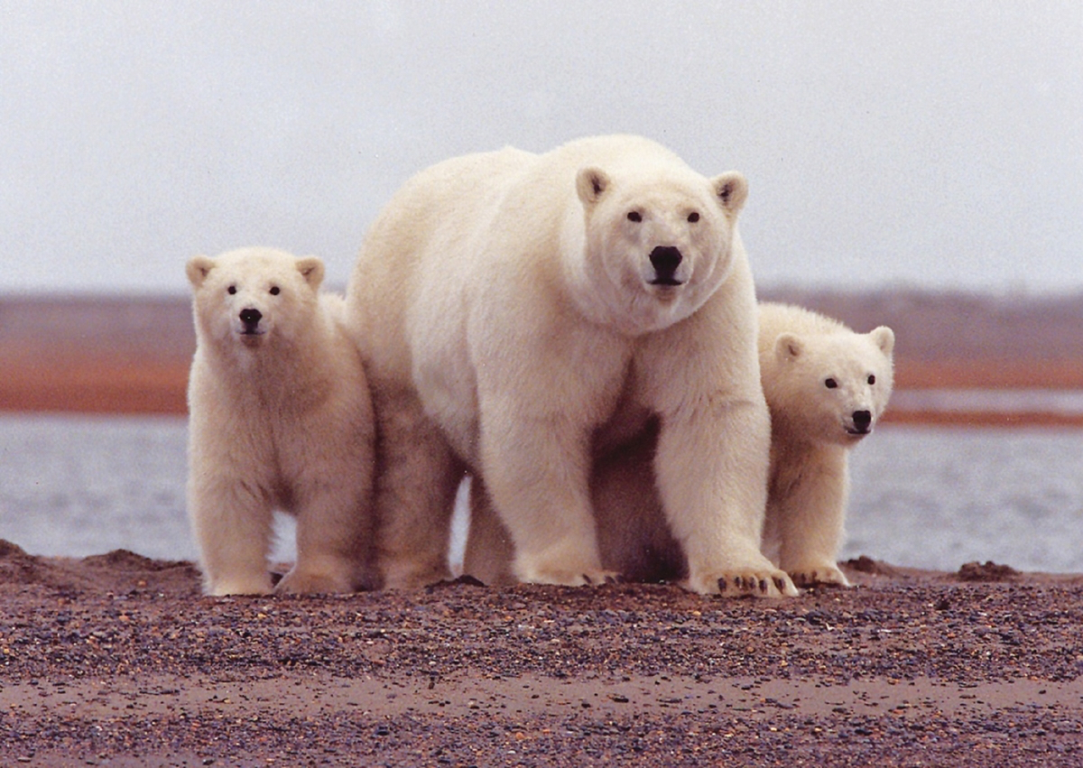 Free mom and 2 polar bears cubs image, public domain animal CC0 photo.

More:

 View public domain image source here