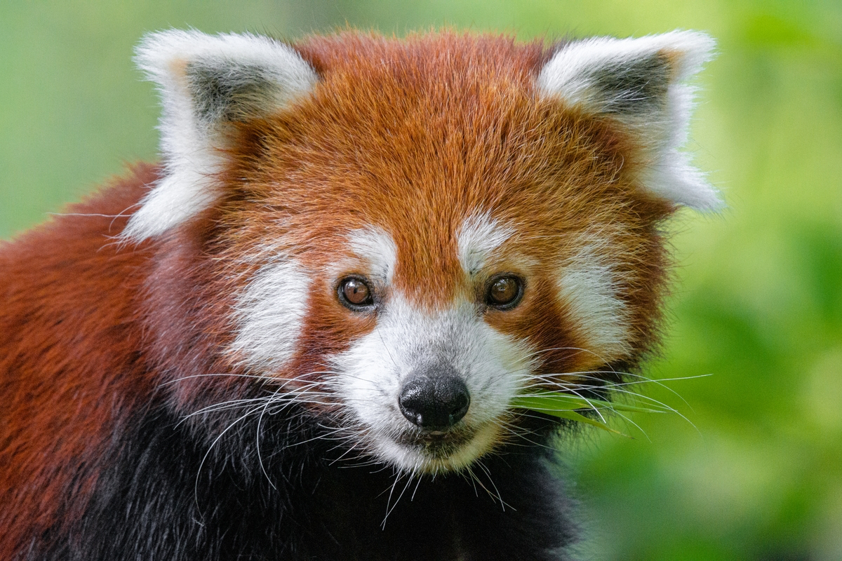 Red panda, endangered herbivore wildlife.

More:

 Original public domain image from Flickr