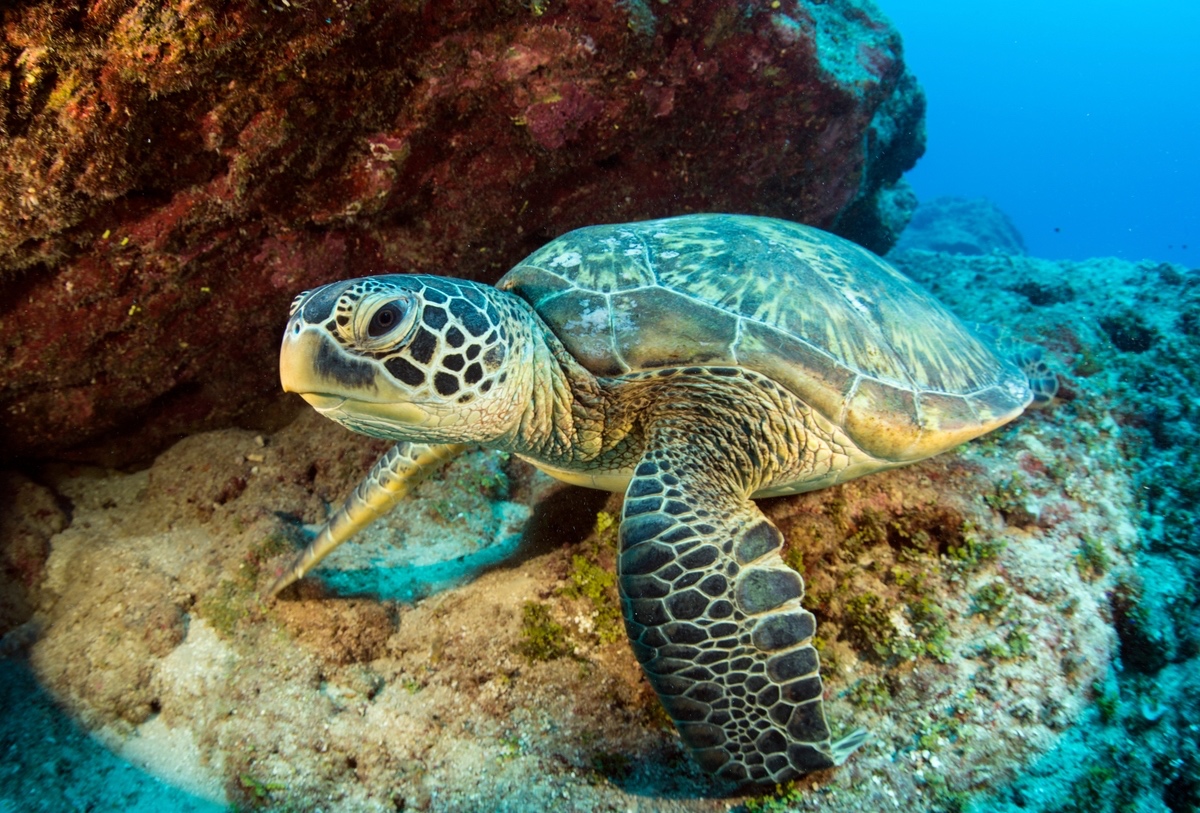 Green sea turtle close up. Free public domain CC0 image.

More:

 View public domain image source here
